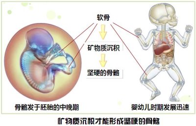 微量元素检测仪厂家之锶对骨骼发育的神奇疗效?山东国康