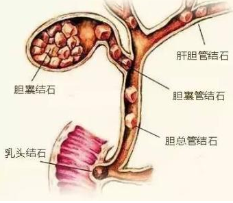 血液微量元素分析仪厂家提醒老人缺钾的危害 血液微量元素分析仪厂家提醒老人缺钾的危害